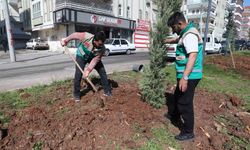 Haliliye'de yaz öncesi parklarda hummalı çalışma