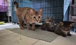 Hamile kedi sığındığı veteriner kliniğinde doğum yaptı