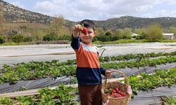 Hasadı çiftçi değil, vatandaş yaptı
