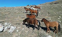 Havanın ısınmasıyla yılkı atlarının hareketliliği arttı