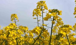 Hayrabolu'da bu yıl 21 bin dekar alanda kanola ekimi yapıldı