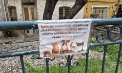 Hayvanseverlerin ilginç yazısı: 'Kediler himayemiz altındadır'