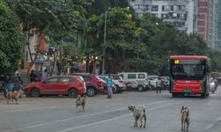 Hindistan'da 62 milyon sokak köpeği, sokakları işgal ediyor