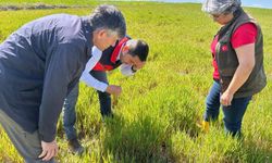 Hububat ta görülen süne ve diğer zararlılara karşı kontroller başladı