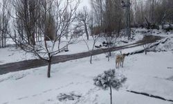 Iğdır'da nisan sürprizi: Yüksek kesimlerde kar, merkezde yağmur etkili