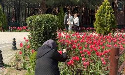 İstanbul'da lale zamanı başladı, Pendik Korusu'nda renk cümbüşü yaşandı