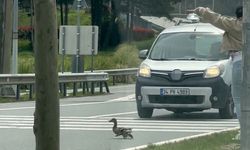 İstanbul'da ördeklerin güvenli geçişi için trafik durduruldu