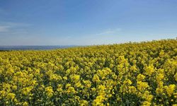 İstanbul'da tarlalar sarıya boyandı