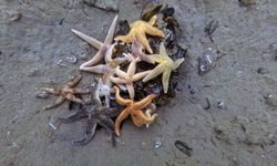 İzmit Körfezi'nden 1,8 milyon metreküp çamur çıkarıldı, deniz canlıları geri döndü