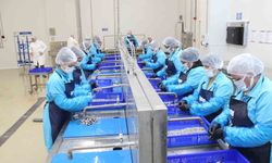 Kadın emeğiyle yükselen değer: Sinop lakerdası markalaşma yolunda