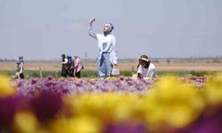 Karaman'da lale tarlasına ziyaretçi akını: 2 günde 30 bin kişi gezdi