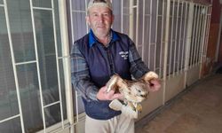 Karapınar'da yaralı kızıl şahin tedavi altına alındı