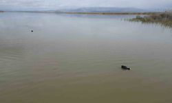 Karaya oturan kayıklar, su seviyesi artınca yüzmeye başladı, ortaya çıkan adacıklar yok oldu