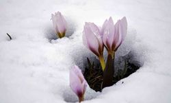 Karla buluşan çiğdemler güzel görüntüler oluşturdu