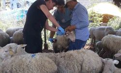 Karpuzlu'da küçükbaş hayvanlar kayıt altına alınıyor
