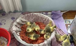 Kars'ta kazlar kuluçkada, köylerde seferberlik başladı