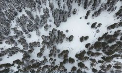 Kars'ta sarıçam ormanları beyaza büründü, tarım arazileri kar altında