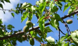 Kayısıda çağla dönemi