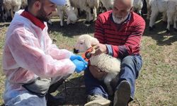 Kemah'ta küçükbaş hayvanlar aşılanarak küpeleniyor