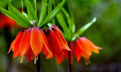 Kemaliye dağlarında ters laleler açtı