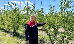 Kırıkhan'da şeftali bahçeleri incelendi