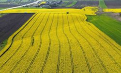 Kırklareli'nde kanola tarlaları sarıya büründü