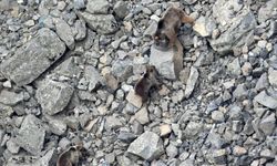 Kış uykusundan uyanan ayı ailesi kameralara yansıdı