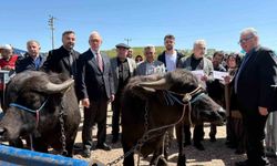 Kocaeli'deki manda yetiştiricilerine 3,4 milyon liralık destek