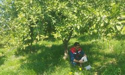 Koçarlı'da Akdeniz meyve sineğine karşı tuzaklı takip sürüyor