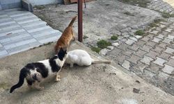 Kötü şartlarda evde tutulan hayvanlar, gençlerin tepkisi sonrası kurtarıldı