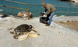 Kuşadası Körfezi'nde 'deniz kaplumbağası' alarmı
