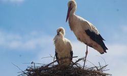 Kuşadası'nda 40 yıl sonra leylek sevinci