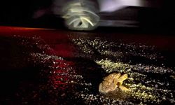 Kütahya'da 5 bin yıllık göç yeniden başladı