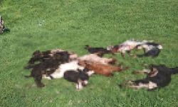 Kütahya'da kurtlar girdikleri ağılda 25 küçükbaş hayvanı telef etti