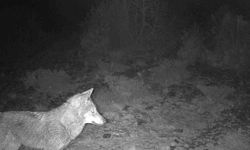 Kütahya'da yaban hayatı fotokapana takıldı