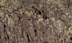 Malatya'da ayı ve yavrusu görüntülendi