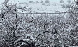 Malatya'da kayısı bahçeleri kar altında kaldı