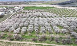 Malatya'da kayısıda iklim endişesi devam ediyor