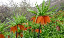 Malatya'da ters laleler doğayı renklendirdi