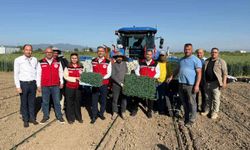 Manisa'da 131 bin dekarlık alanda domates mesaisi