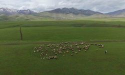 Meradaki koyunların yanına gelen sığırcık kuşları görsel şölen sundu