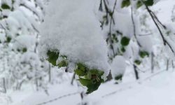Meteorolojiden Ordu'da zirai don uyarısı