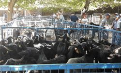 Muğla'da şap hastalığı kontrol altına alındı, Bayır Hayvan Pazarı açılıyor