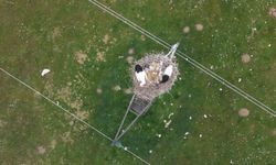 Muş Ovası'nda baharın habercisi leylekler kuluçkaya hazırlanıyor