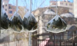 Muş'ta 'askıda çiriş otu' uygulaması