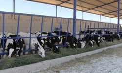 Niğde'nin Kiledere beldesi şap hastalığı nedeniyle karantinaya alındı