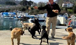 Olta tutkunu vatandaştan sokak köpeklerine şefkat