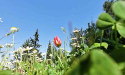 Ömrü 10 gün, koparmanın cezası araba parası