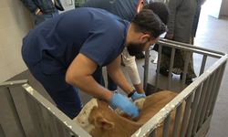 OMÜ Hayvan Hastanesi 2025'te 30 binden fazla vakaya müdahale etti