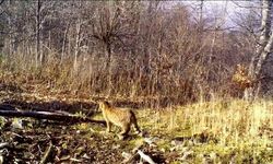 Ormanın gizemli sakini yaban kedisi görüntülendi